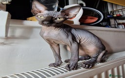Sphynx cats for sale: Female Sphynx cat - Image 2