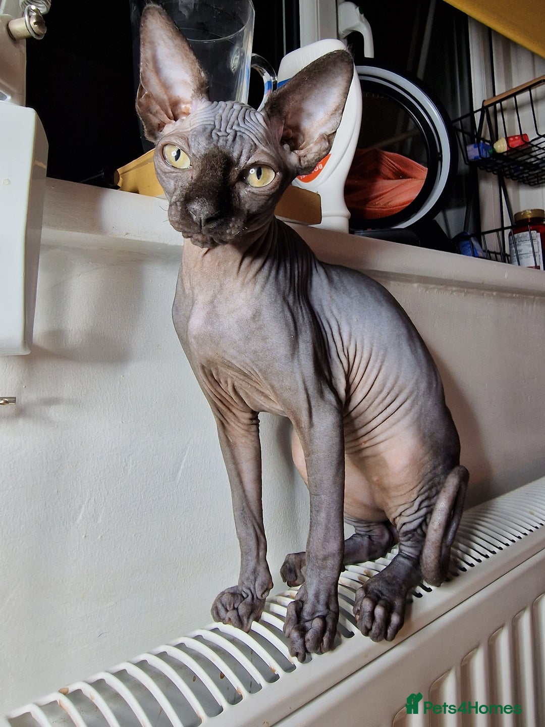 Sphynx cats for sale: Female Sphynx cat - Image 2