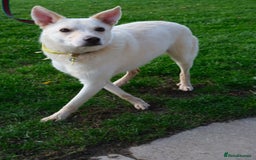Mixed Breed dogs for adoption: Buddy - Norwich Norfolk  - Image 32
