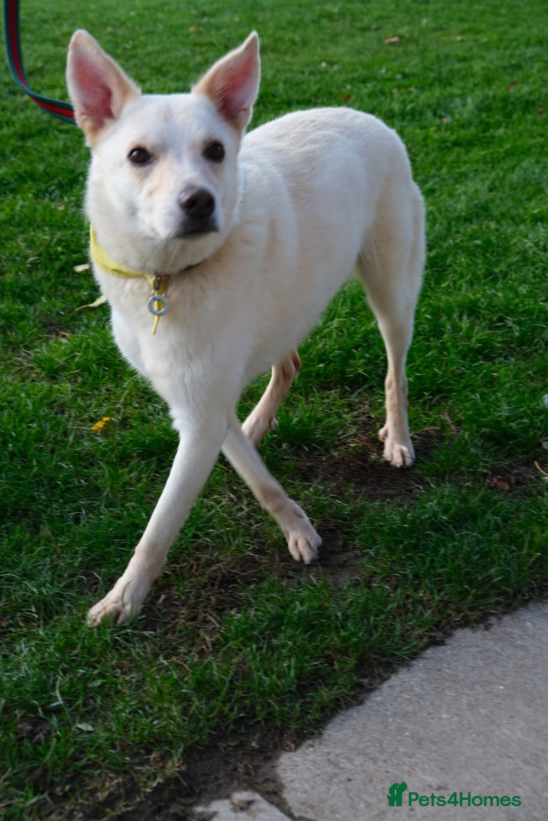 Mixed Breed dogs for adoption: Buddy - Norwich Norfolk  - Image 32