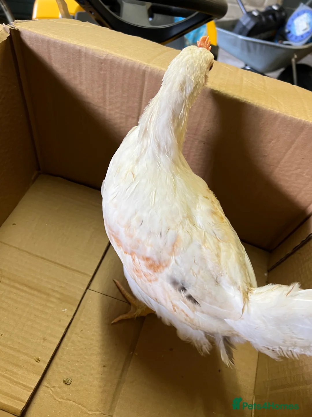 Chickens poultry for sale: White leghorns and Chicks - Advert 10