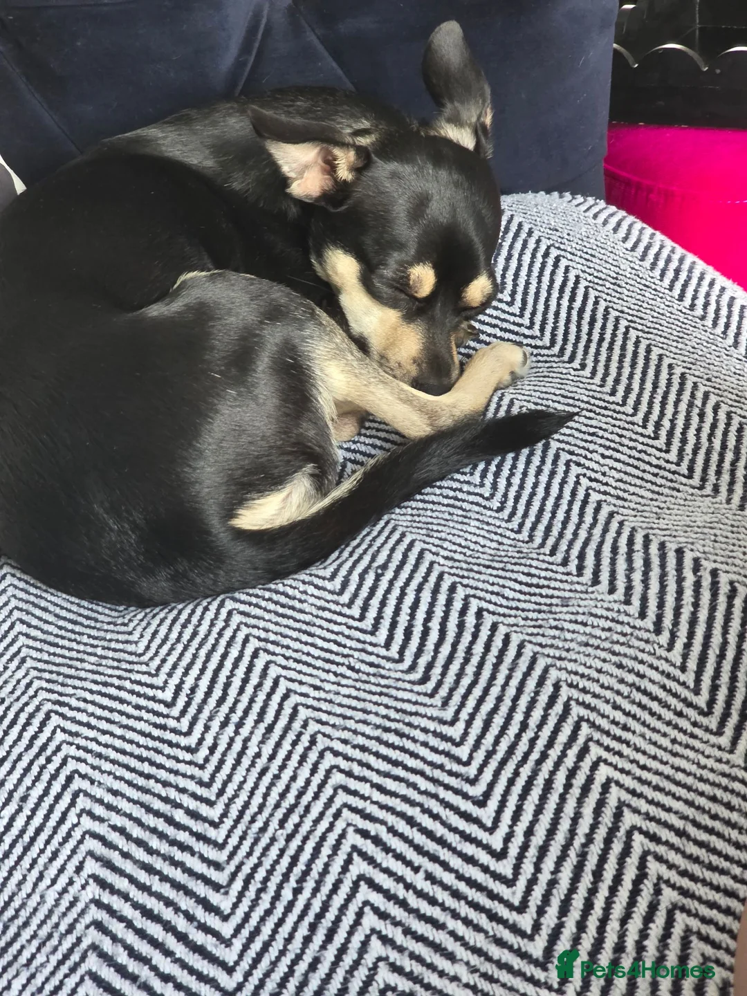 Mixed Breed dogs for sale: Rehome my little girl  - Advert 4