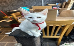 Turkish Angora cats for sale: Mainecoon x  - Image 1