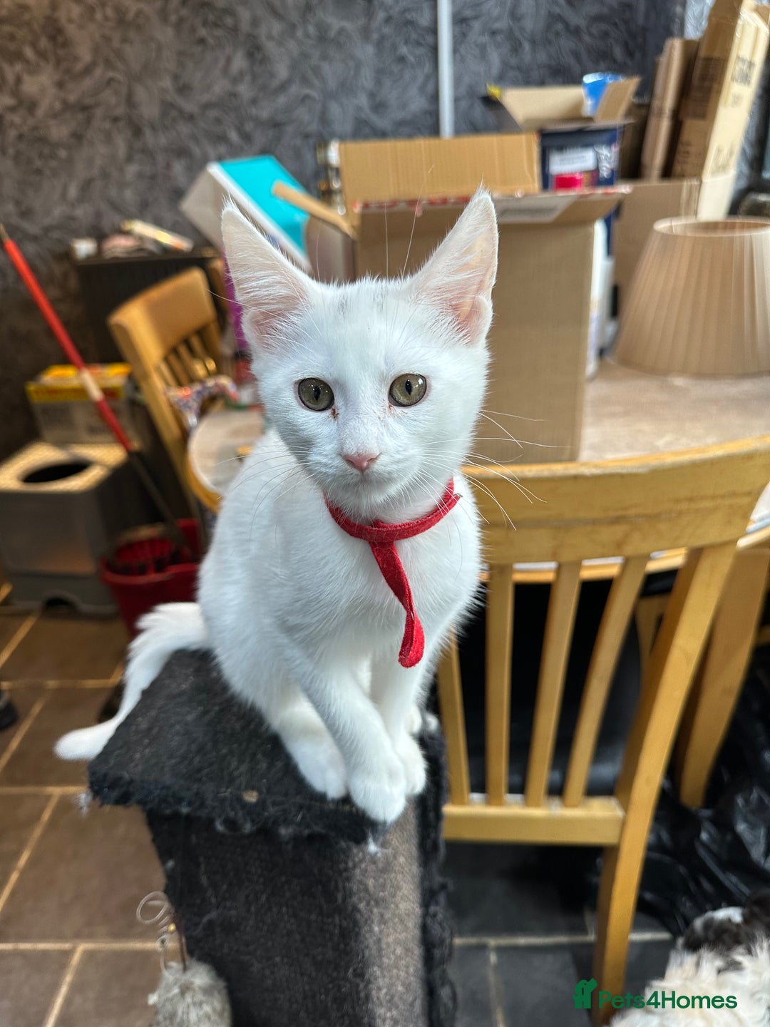 Turkish Angora cats for sale: Mainecoon x  - Image 1
