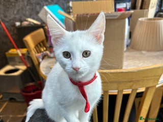 Turkish Angora cats - Advert 8