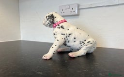 Dalmatian dogs for sale: 🐶 Stunning Dalmatian Puppies Ready 28th August 🐶 - Image 15