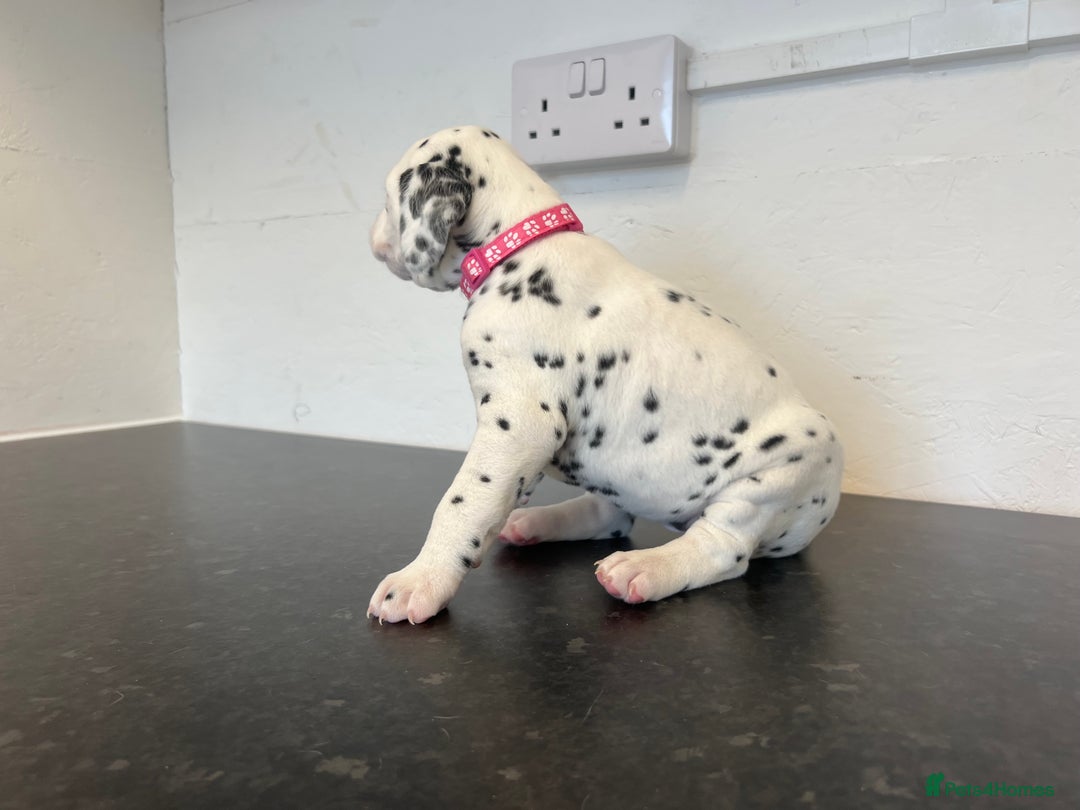 Dalmatian dogs for sale: 🐶 Stunning Dalmatian Puppies Ready 28th August 🐶 - Image 15