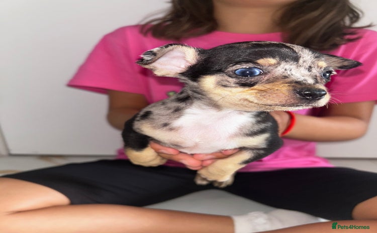 Chihuahua dogs - Advert 2