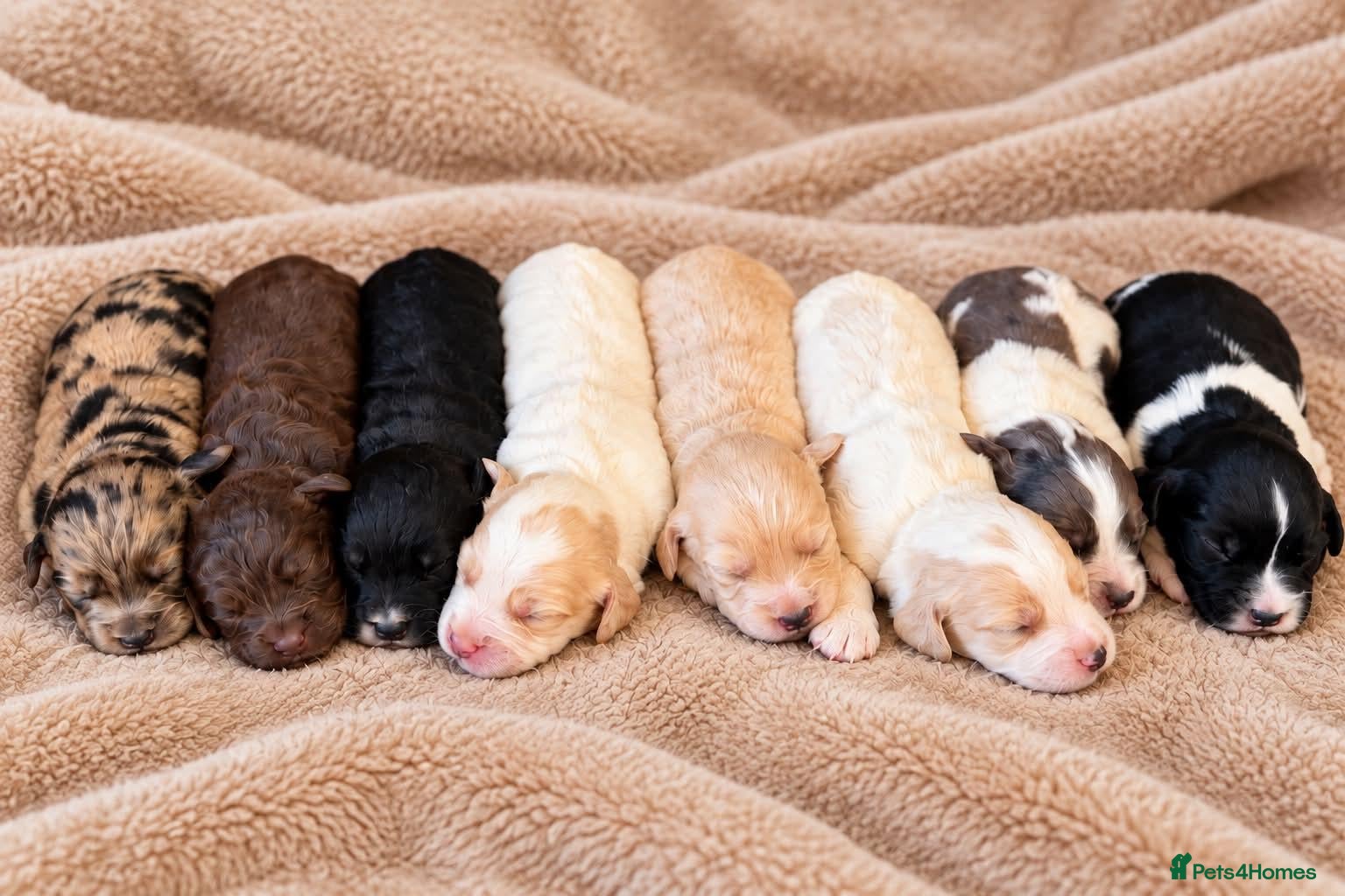 Cockapoo dogs Beautiful merle, cream, Lemon and white cockapoos - Advert 1