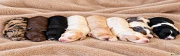 Cockapoo dogs for sale: Beautiful merle, cream, Lemon and white cockapoos - Advert 1