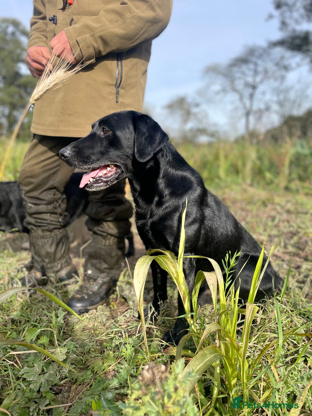 Labrador Retriever dogs for stud: Health Tested KC Registered Black Labrador Stud in Ashbourne - Advert 3