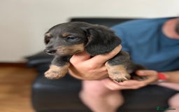 Dachshund dogs for sale: 4 Beautiful miniture dachshunds  - Image 6