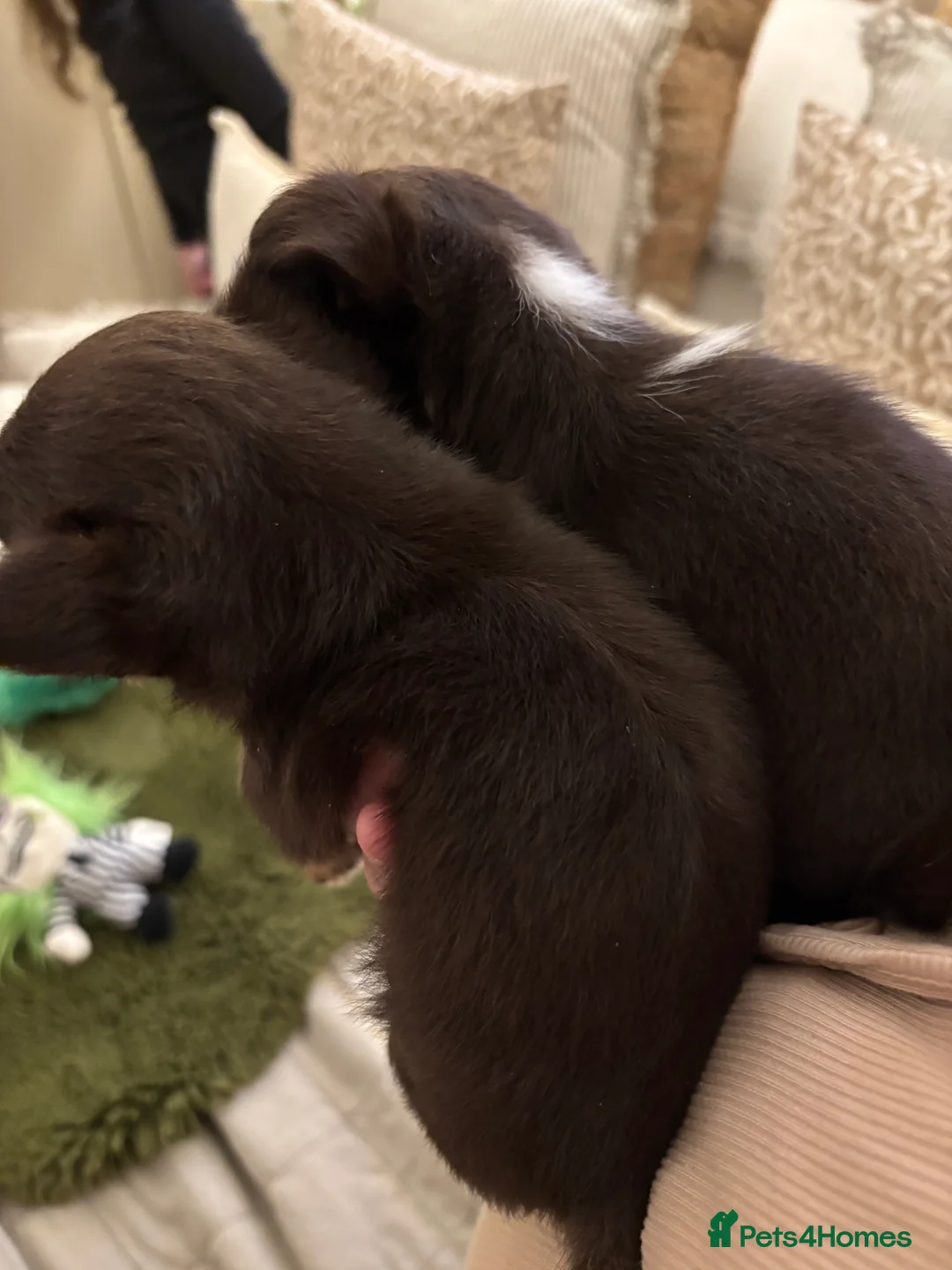 Chihuahua dogs for sale: Chocolate chihuahua boys ready now  - Advert 17