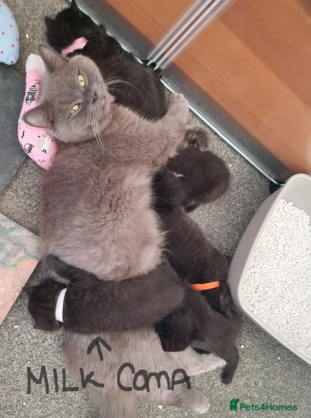 Mixed Breed cats for sale: Black British Shorthair Cross Kittens in Poole - Advert 2