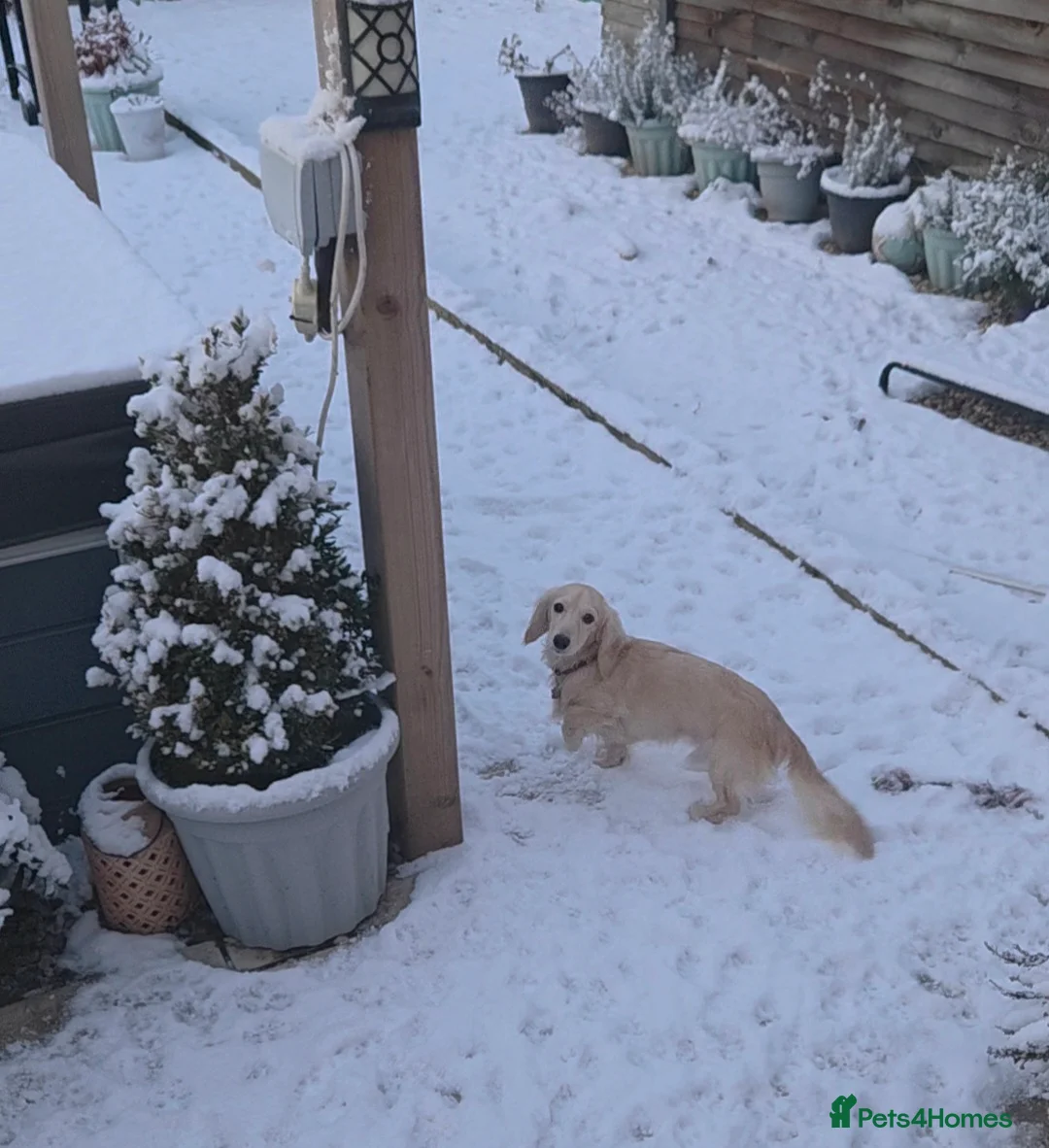 Miniature Dachshund dogs for stud: Cream long hair miniature dachshund stud - Advert 3