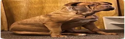 Dogue De Bordeaux dogs for sale: Dogue de bordeux puppies  - Advert 20