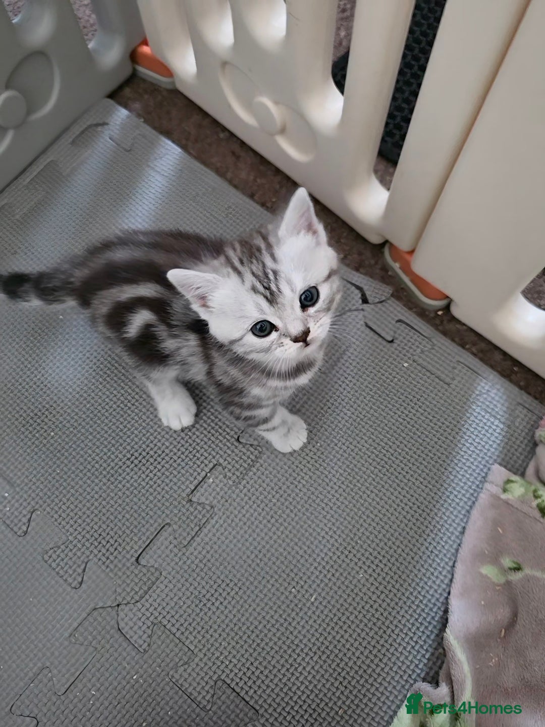 British Shorthair cats for sale: BSH Silver Tabby  - Image 20