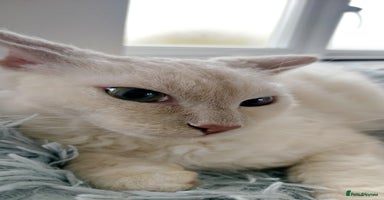 LaPerm cats Adorable teddy bear curly LaPerm GCCF reg - Advert 13