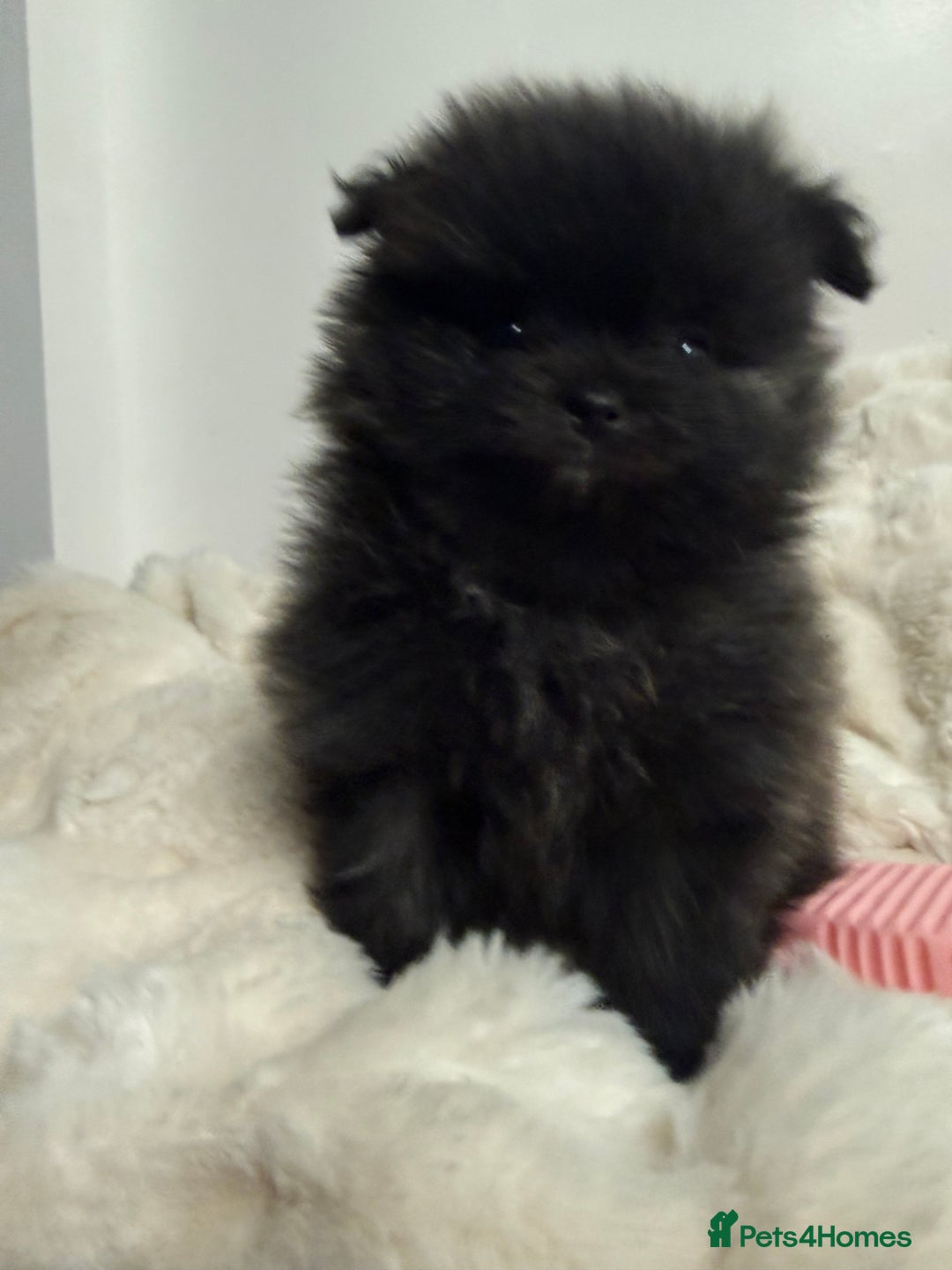 Pomeranian dogs for sale: ✨ Beautiful Pomeranian Puppies Available ✨ - Advert 4