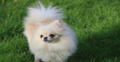 Chihuahua dogs - Advert 10