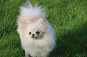 Chihuahua dogs - Advert 10