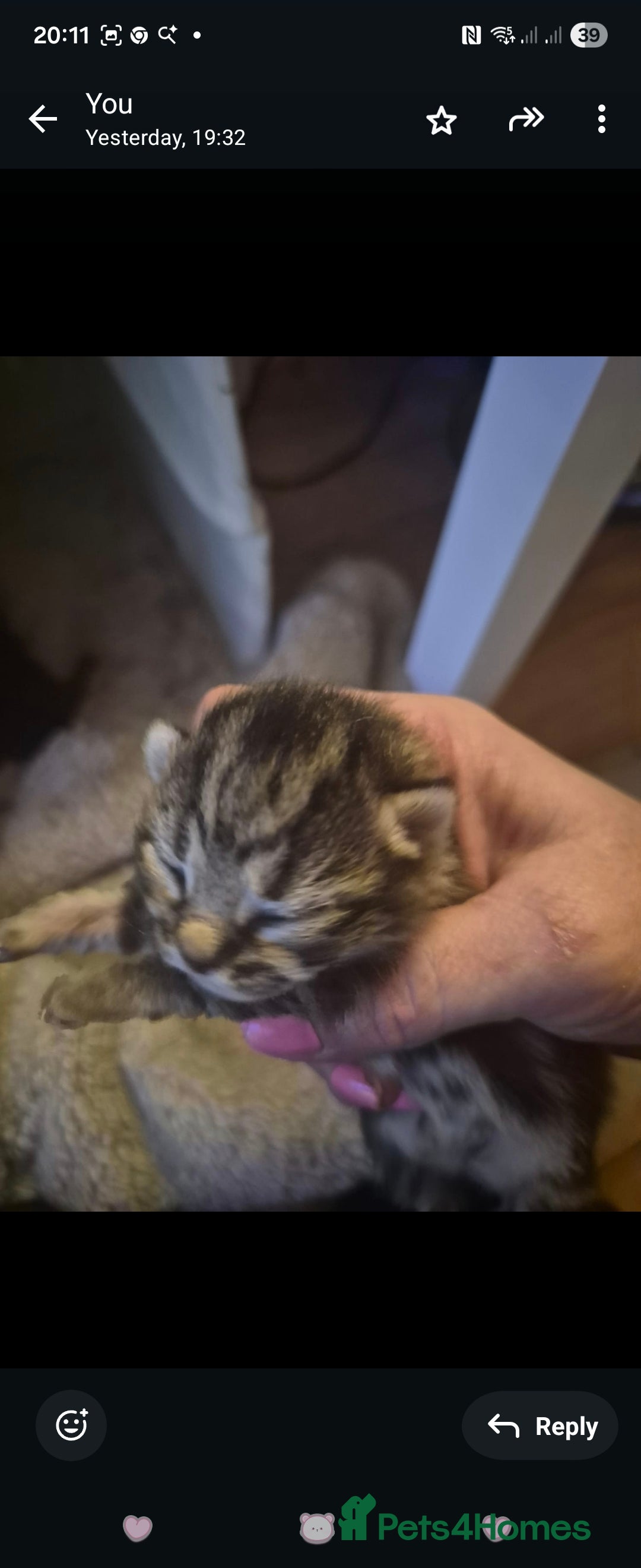 Mixed Breed cats for sale: Beautiful kittens, I have both parents  - Advert 2