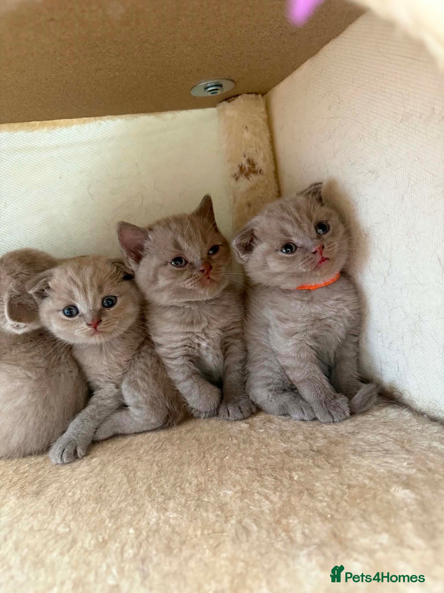 Scottish Fold cats 😻Scottish fold chocolate and lilac kittens😻 - Advert 1