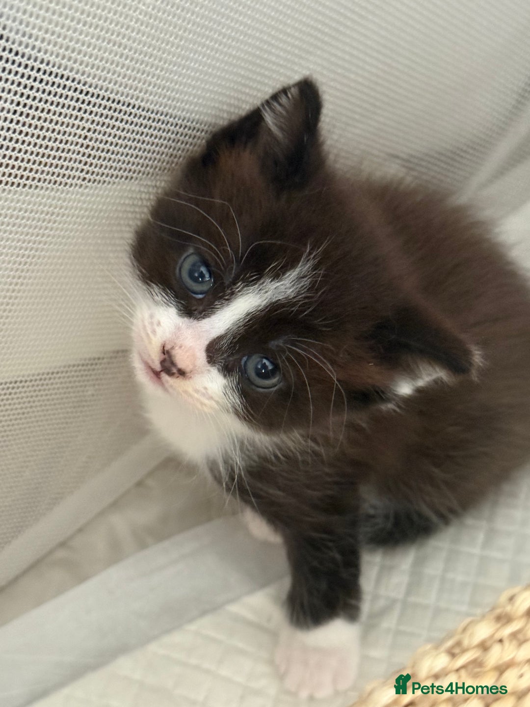 Ragdoll cats for sale: 2 kittens available 1 female, 1 male  - Image 17