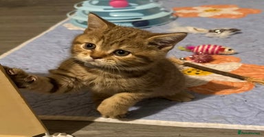 British Shorthair cats - Advert 8