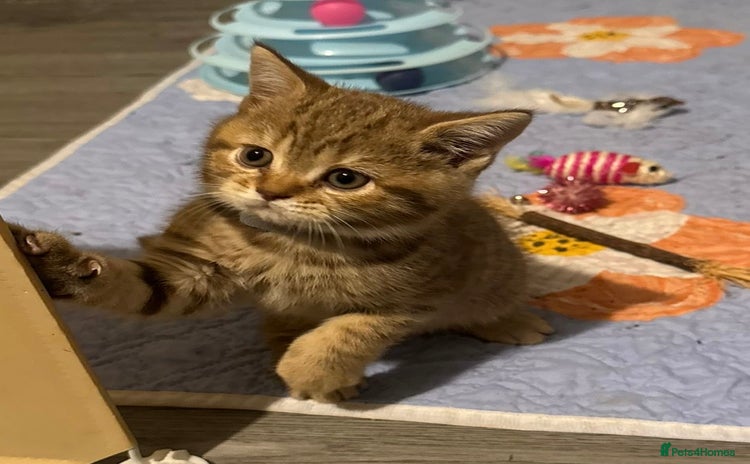 British Shorthair cats - Advert 4