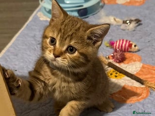 British Shorthair cats - Advert 3