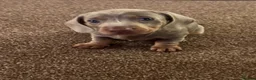 Miniature Dachshund dogs for sale: Beautiful miniature dachshunds  - Advert 7