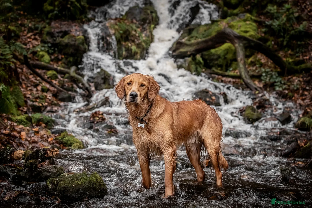 Golden Retriever dogs for stud: PROVEN & HEALTH TESTED Dark Red KC Retriever Stud - Advert 5