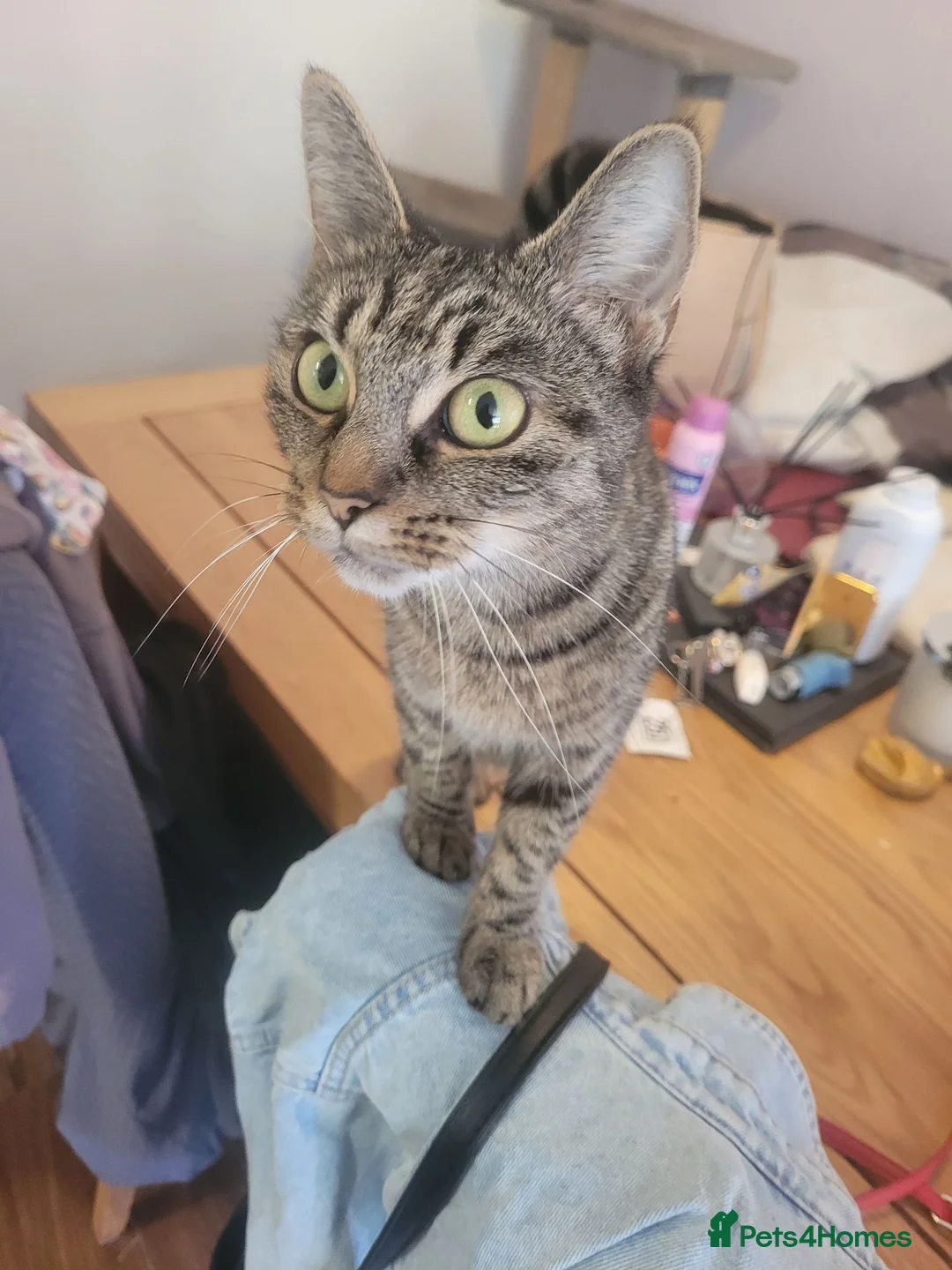 Mixed Breed cats for sale: 4 black kittens 3 girls one boy in St Albans - Advert 1