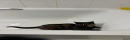 Mixed Breed cats for sale: American bobtail/tortoise shell  - Advert 7