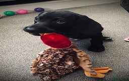 Mixed Breed dogs for sale: Black puppy with white strip on chest  - Image 7