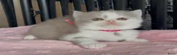 British Shorthair cats for sale: Beautiful BSH Champion line Kittens  - Advert 31