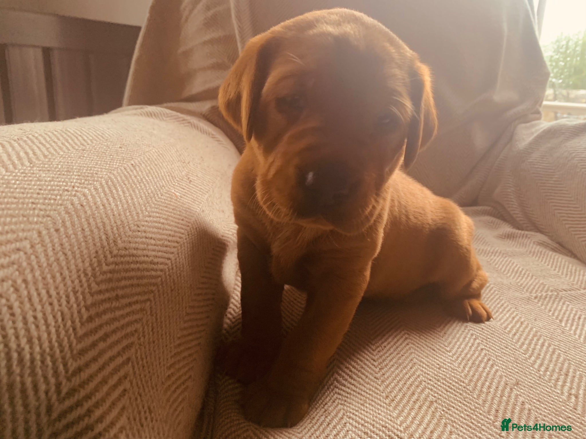 Labrador Retriever dogs for sale: KC reg health-tested Fox Red lab pups home raised - Advert 11