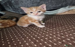 Mixed Breed cats for sale: Looking for forever home - Image 4