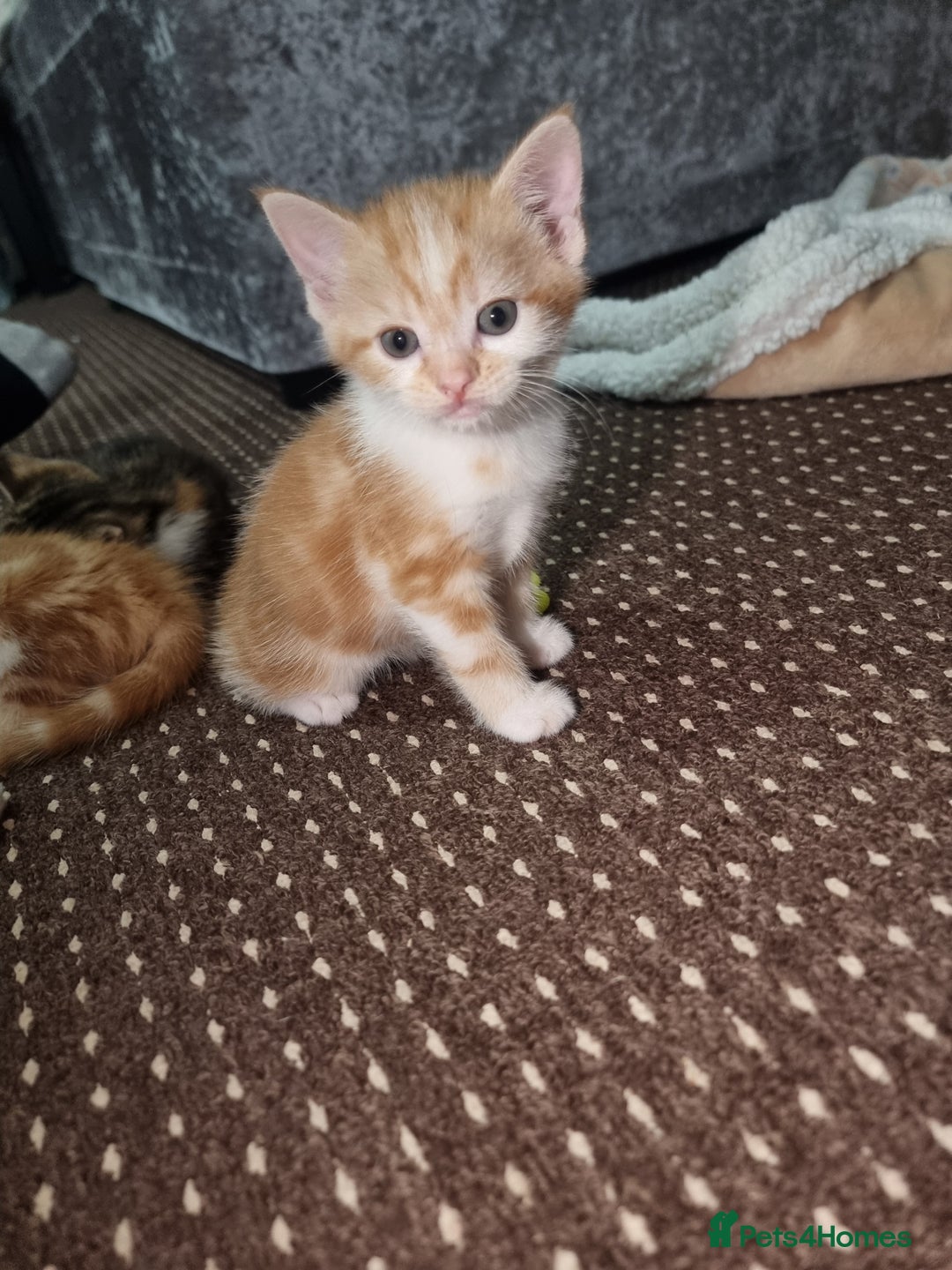 Mixed Breed cats for sale: Looking for forever home - Image 4