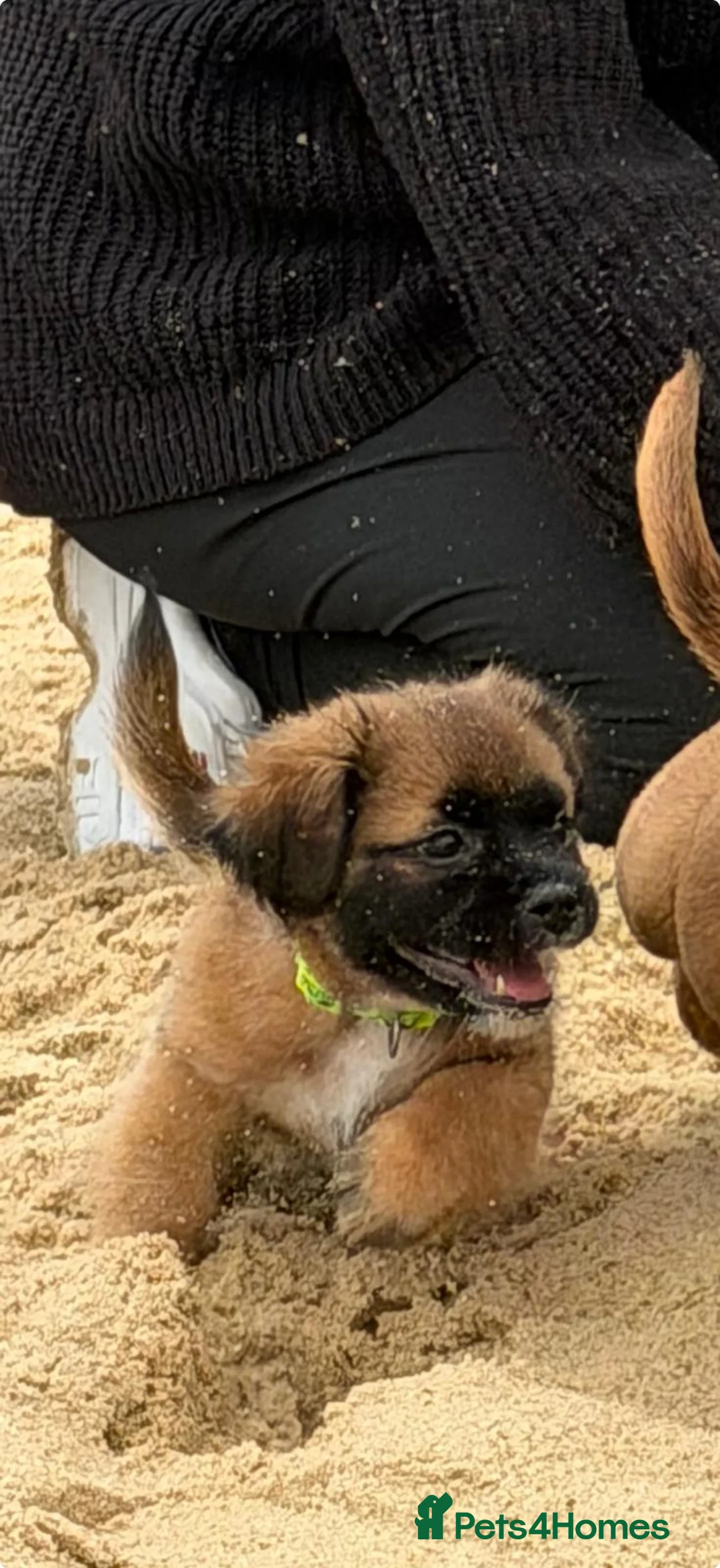 Mixed Breed dogs for sale: Patterdale Shih Tzu puppies - Advert 6