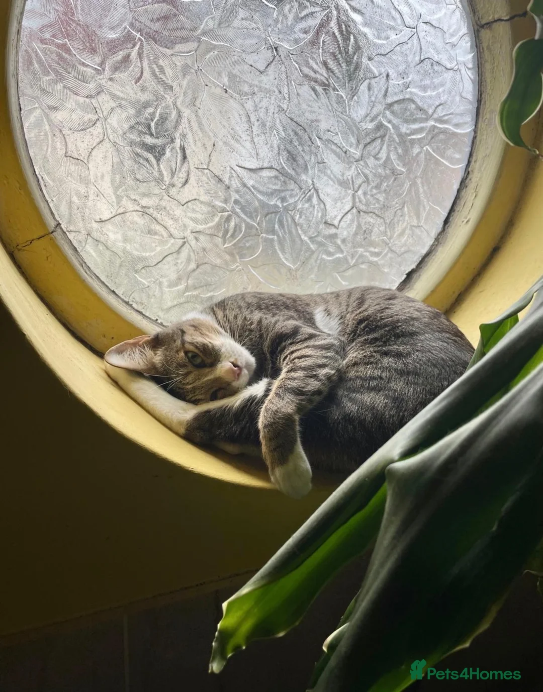 Mixed Breed cats for sale: Chanel - Advert 1