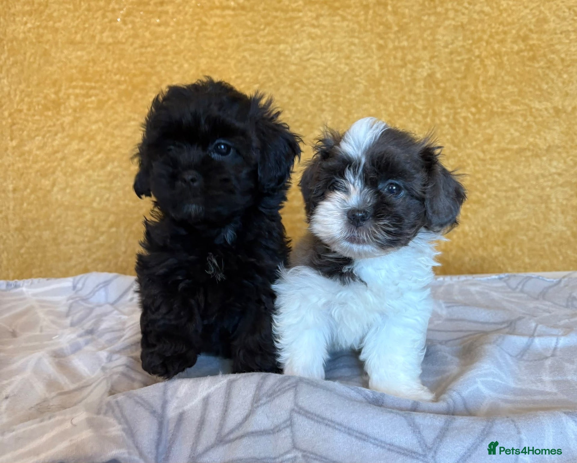 Shihpoo dogs 2 left GORG SHIHPOOS BOTH PARENTS HEALTH TESTED - Advert 1
