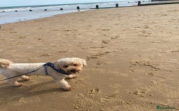 Poochon dogs for sale: 7 year old Male Poochon   - Image 3