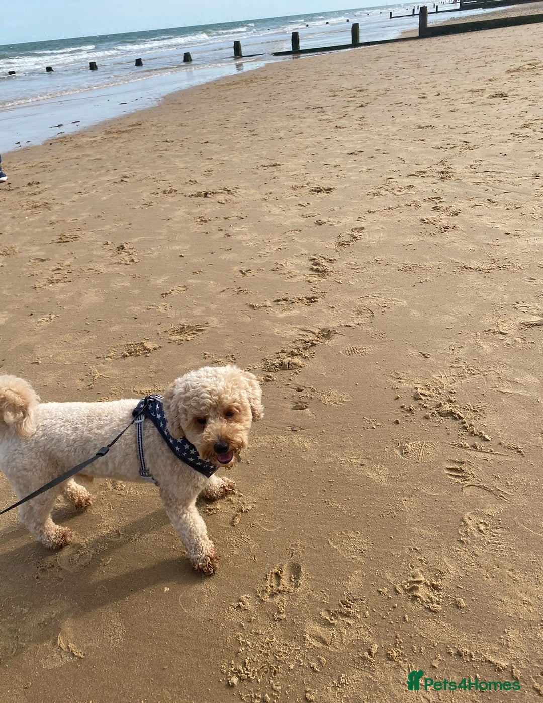 Poochon dogs for sale: 7 year old Male Poochon   - Image 3
