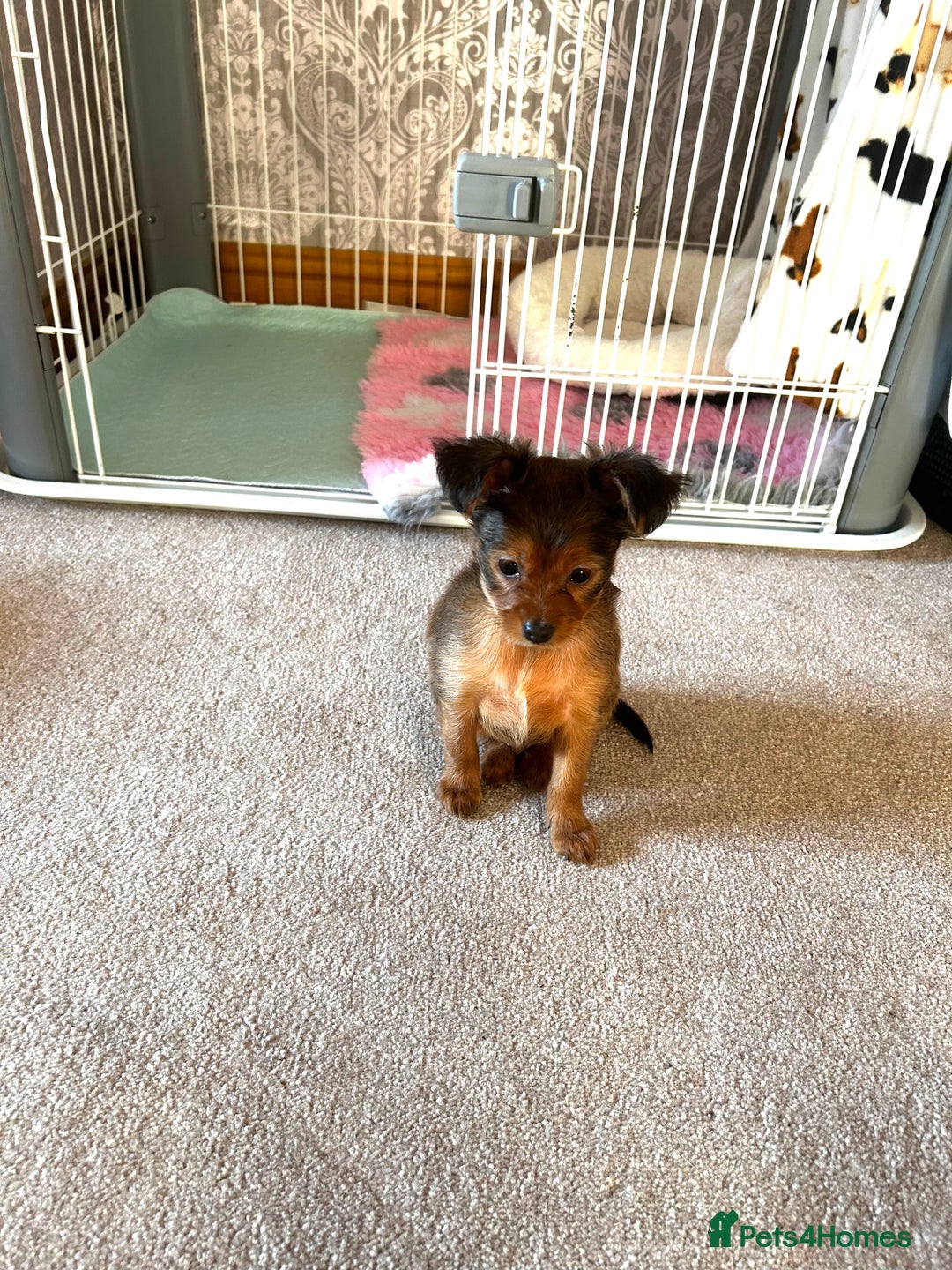 Russian Toy Terrier dogs for sale: Russian Toy puppies from show lines  - Image 9