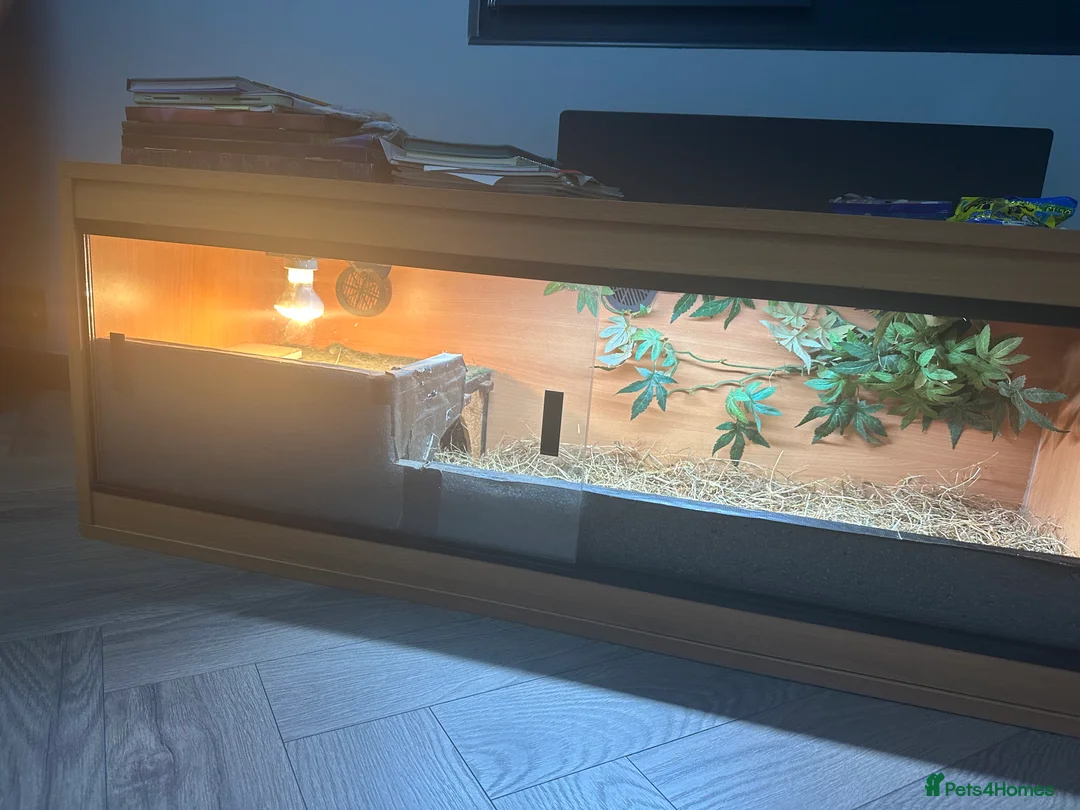 Tortoise reptiles for sale: Tortoise with vitarium - Advert 6
