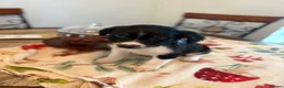 Mixed Breed dogs for sale: Bordoodles ready for there forever homes. - Advert 5