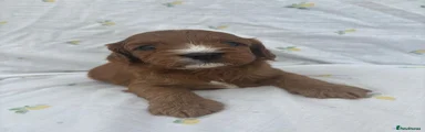 Cavapoo 2