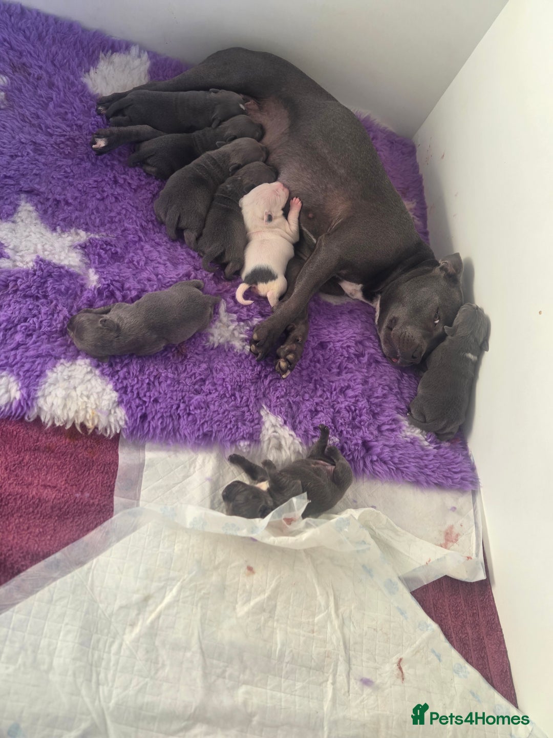 Staffordshire Bull Terrier dogs for sale: Blue staffie puppies 🐶  - Advert 10